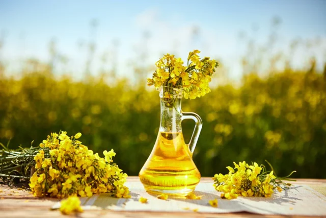 روغن کلزا